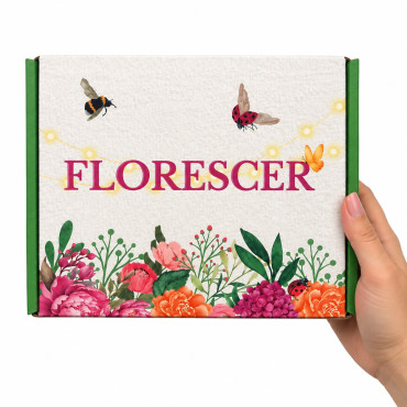 Papelaria -  PHB Ed. Florescer basic